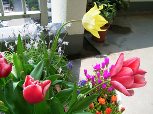 ４月：チューリップや花韮、ムスカリなど